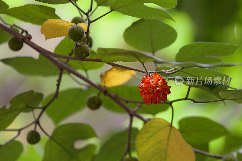 纸桑(Broussonetia papyrifera)